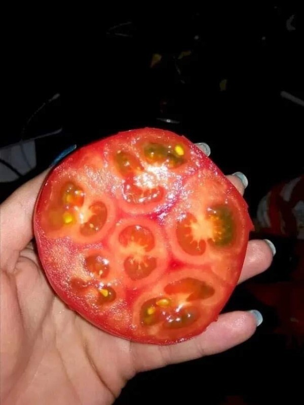 1. "Этот помидор похож на шесть маленьких помидорок, слившихся воедино"