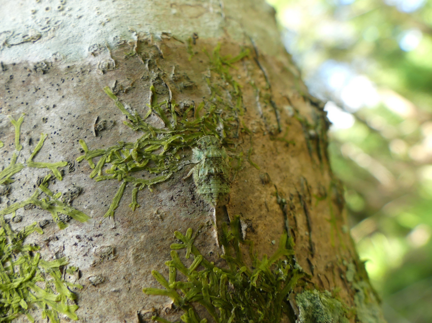 Ушастая цикада: У деревьев на даче есть «уши». Насекомое, которое сложно найти, даже если смотришь на него в упор