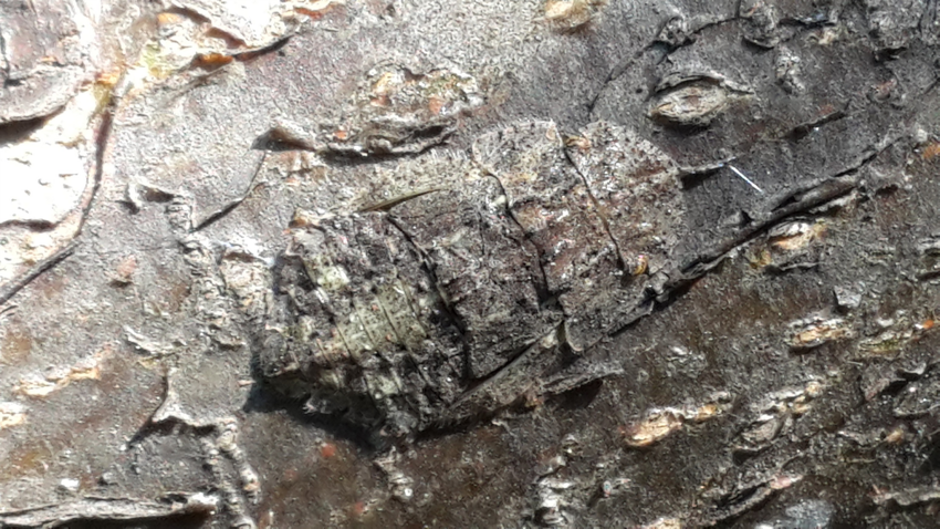 Ушастая цикада: У деревьев на даче есть «уши». Насекомое, которое сложно найти, даже если смотришь на него в упор