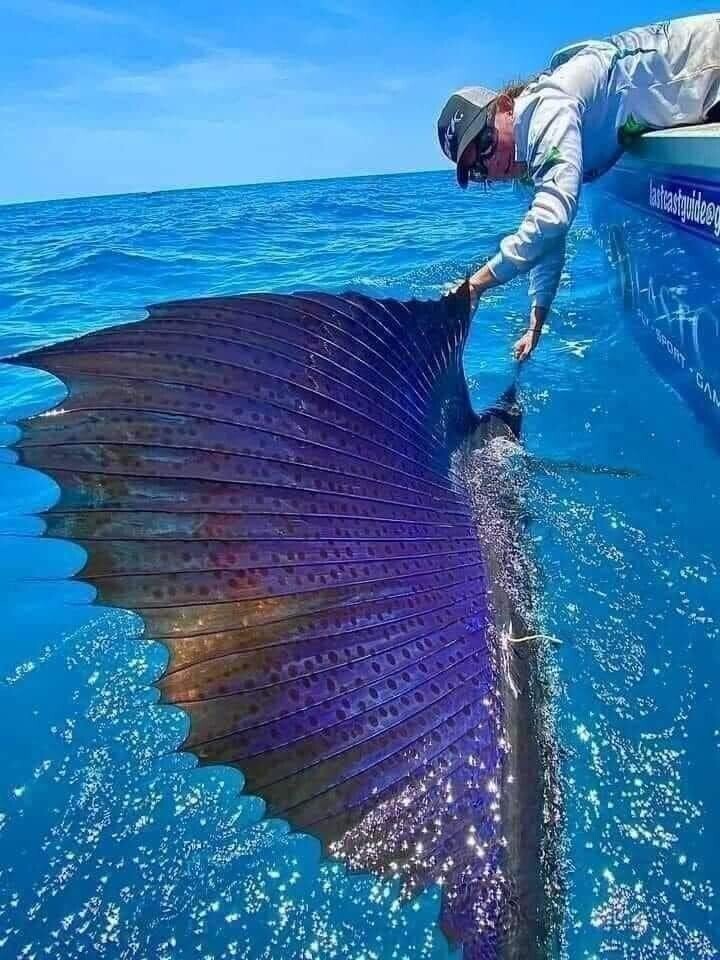 Самая быстрая рыба в мире