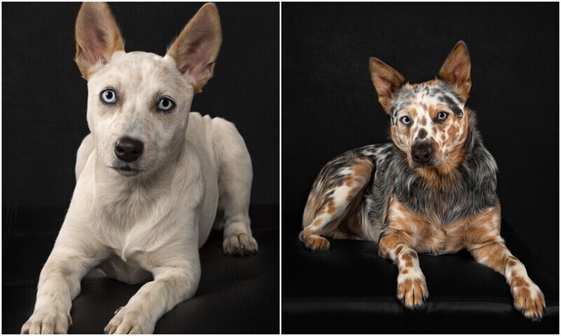 Фотограф показала трогательные фото с глухими собаками