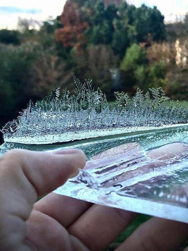 Крохотный лес из кристаллов льда