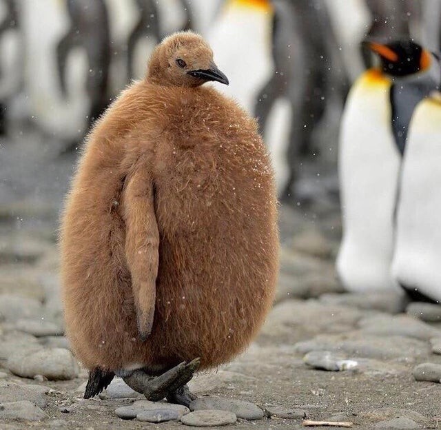Этот пингвинёнок, похожий на рассерженного киви