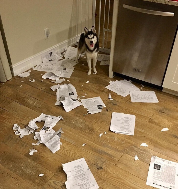 2. «Извините, класс, моя собака съела все ваши домашние работы»