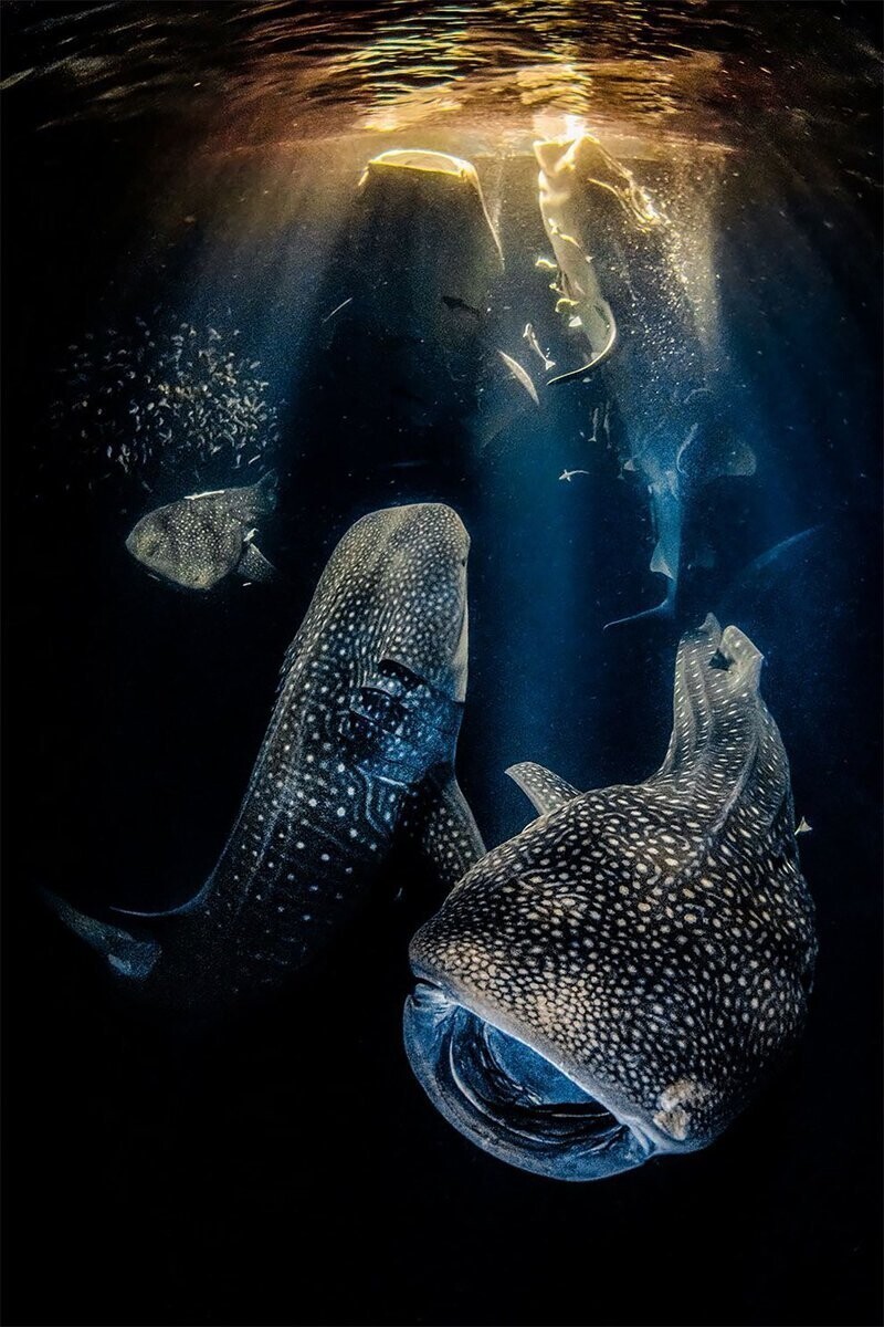 Акулы на острове Атолл Ари, Мальдивы. Фотограф Rafael Fernandez Caballero