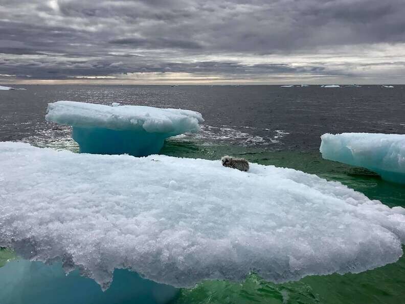 Рыбаки спасли песца, застрявшего на айсберге