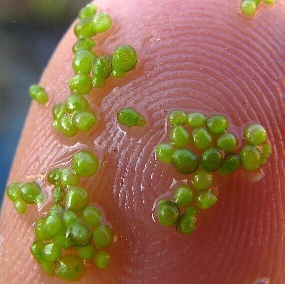 Wolffia globosa, более известна как азиатская водяная мука. Это не просто самый маленький фрукт в мире, но ещё и самое маленькое цветущее растение. Это тип ряски, и размер плода колеблется от 0,7 до 1,5 миллиметров