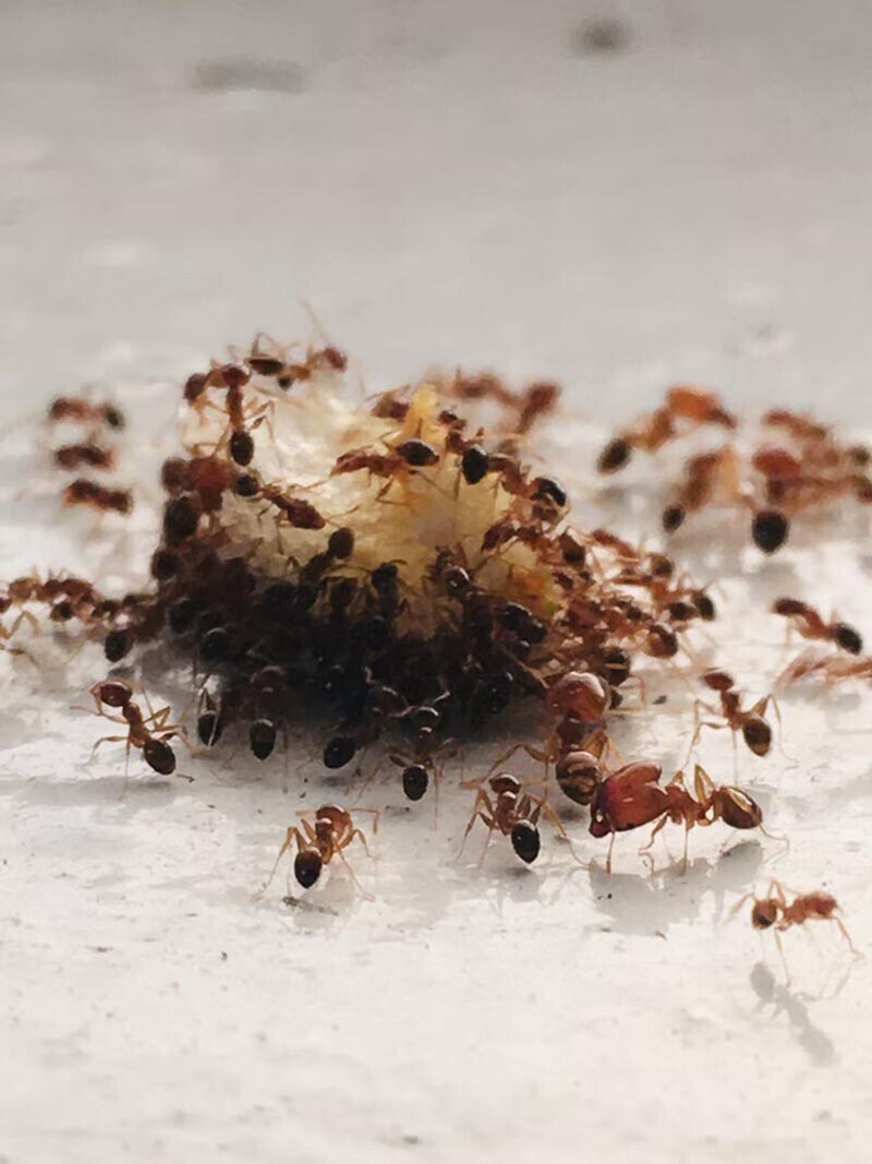 Учёные заморозили муравьёв , чтобы узнать, каким образом они помнят дорогу домой