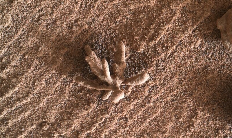 Марсоход сфотографировал крошечный «цветок»