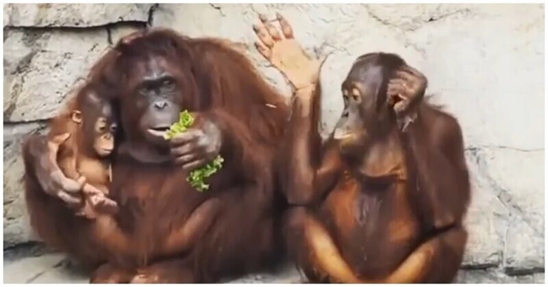 Орангутан не захотел делиться едой с соплеменником
