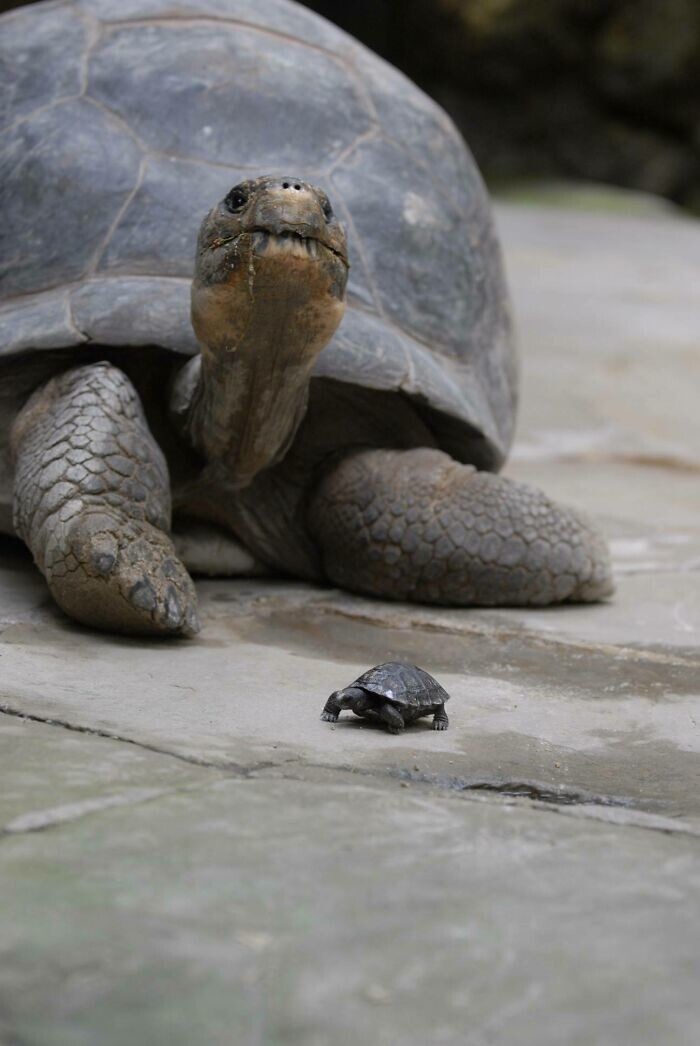 4. Взрослая и новорожденная галапагосская черепаха