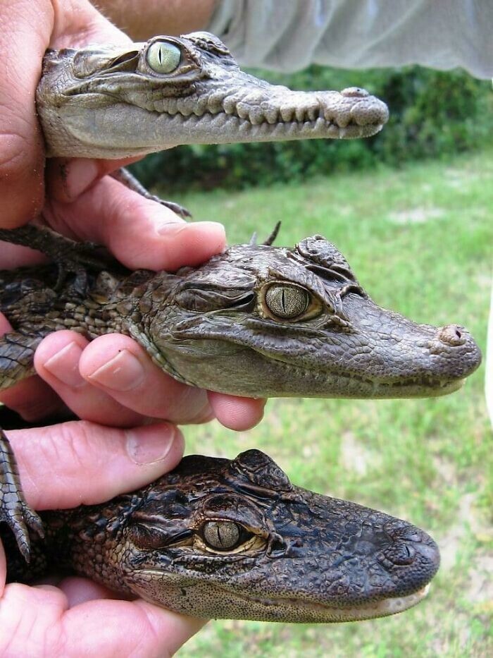 8. Разница между крокодилом (сверху), кайманом (посередине) и аллигатором (снизу)