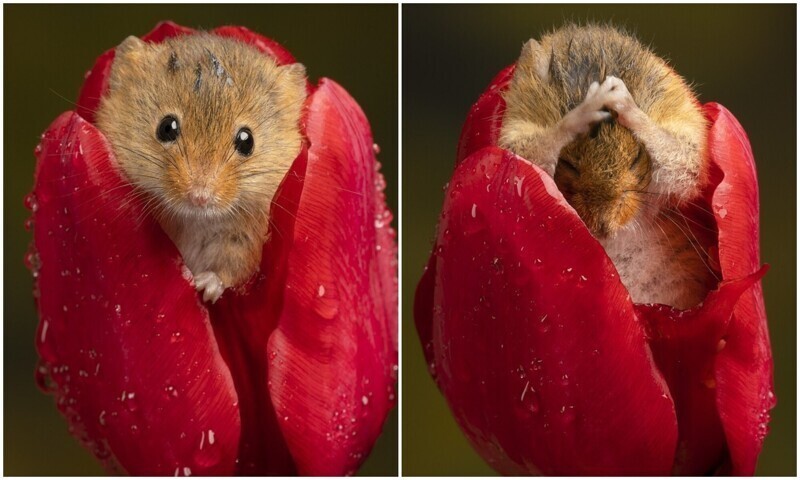 Милота дня: мышка затаилась в тюльпане