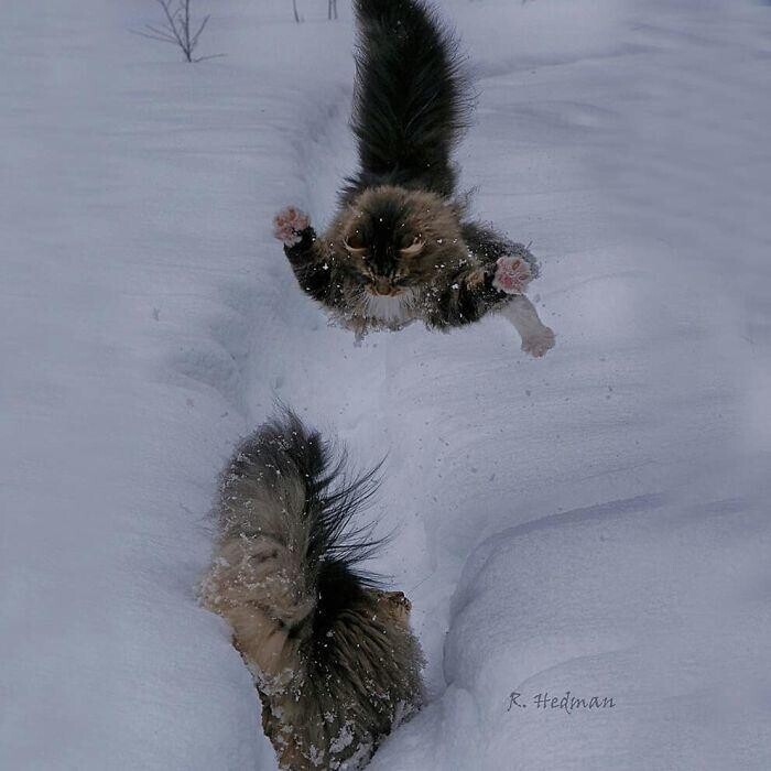 Суровые коты из Финляндии на зимних просторах