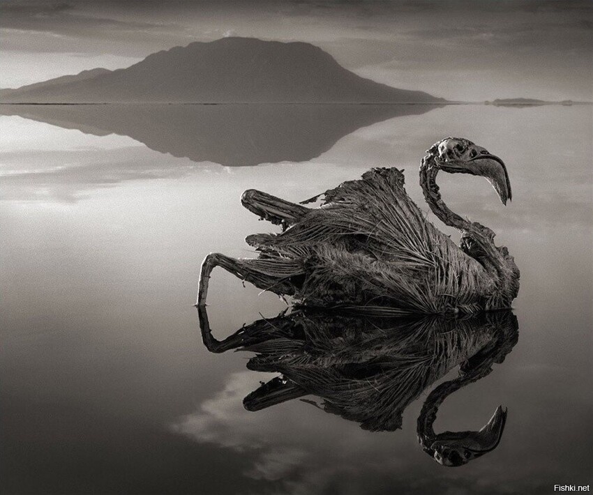 Озеро Натрон , Танзания