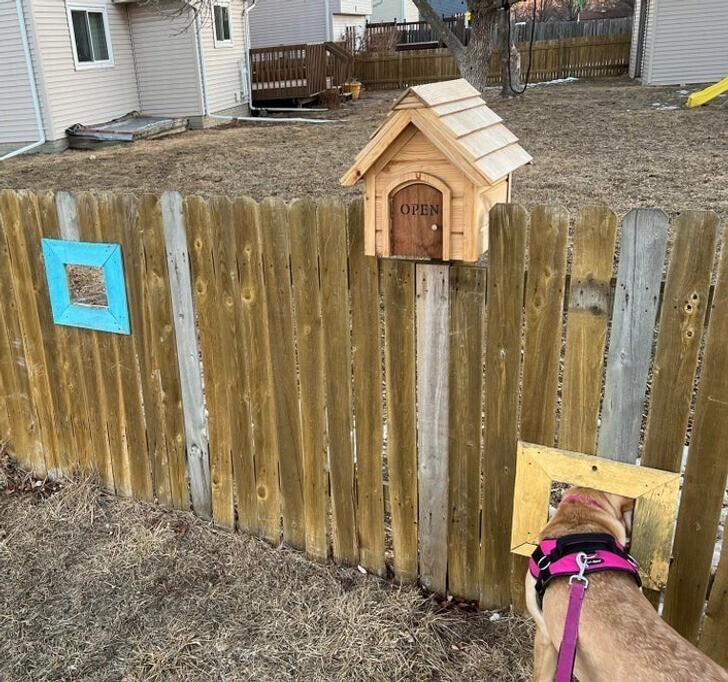 Дырки в заборе позволяют собакам здороваться друг с другом