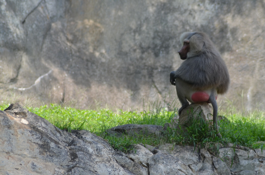 Кроме шуток. Зачем обезьянам нужны большие красные мозоли на бедрах?