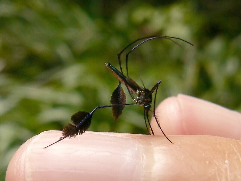Sabethes cyaneus: считается самым красивым видом комаров в мире