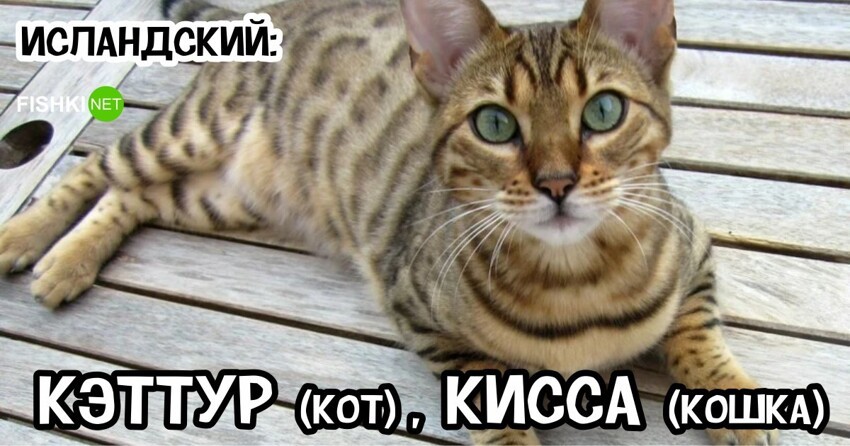 "Кукин", "мысык", "писикух": как звучит слово "кот" на 20 языках мира