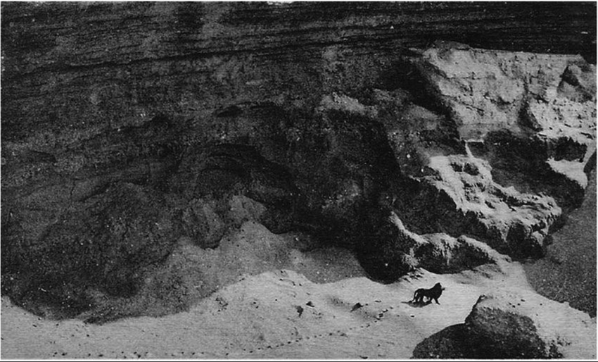Последняя фотография дикого берберийского льва. Снято в 1924 году