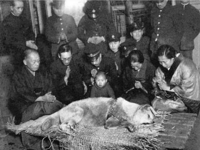 Последняя фотография Хатико, японской собаки породы акита, которую почитают за ее выдающуюся преданность своему владельцу, 1935 год