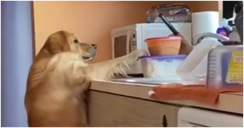 Женщина не позволила хитрому псу стащить контейнер с едой