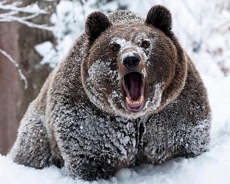 Не надо было тыкать палкой в медведя, теперь он проснулся!