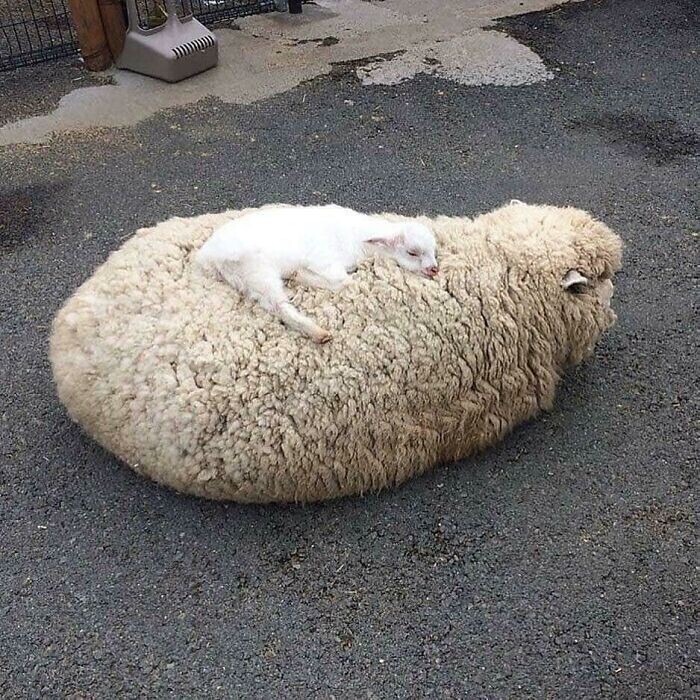 Малыш спит на маме