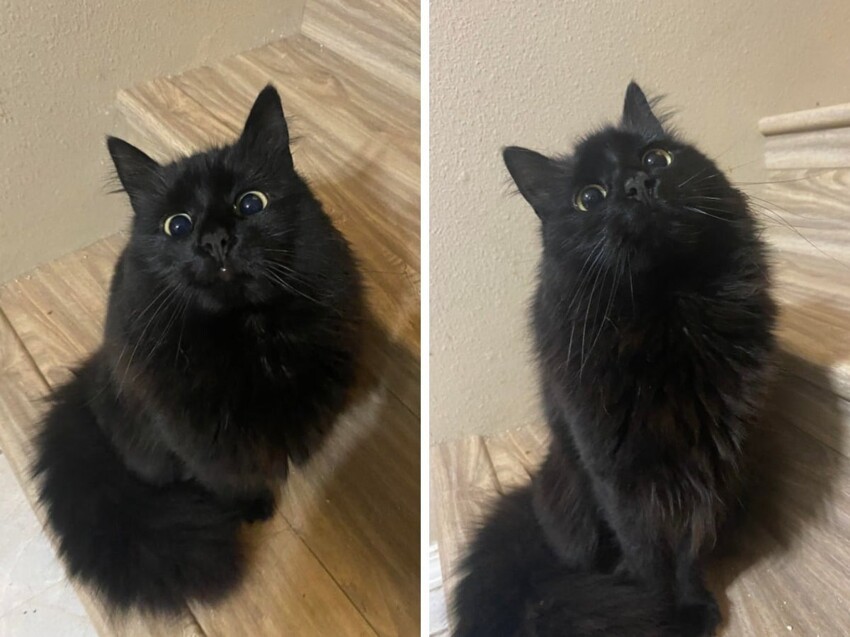 16 фотографий чёрных котов, которые приносят в дом только радость и веселье