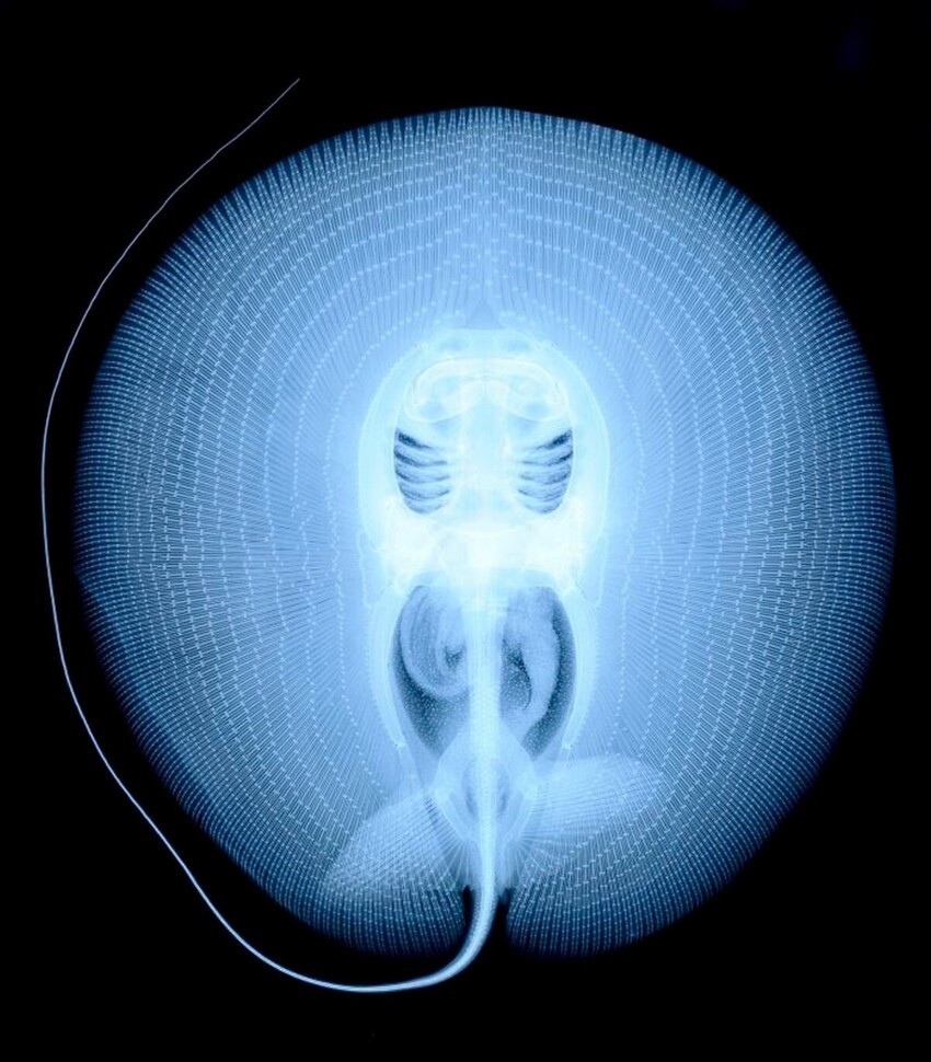 Рентгеновский снимок ската