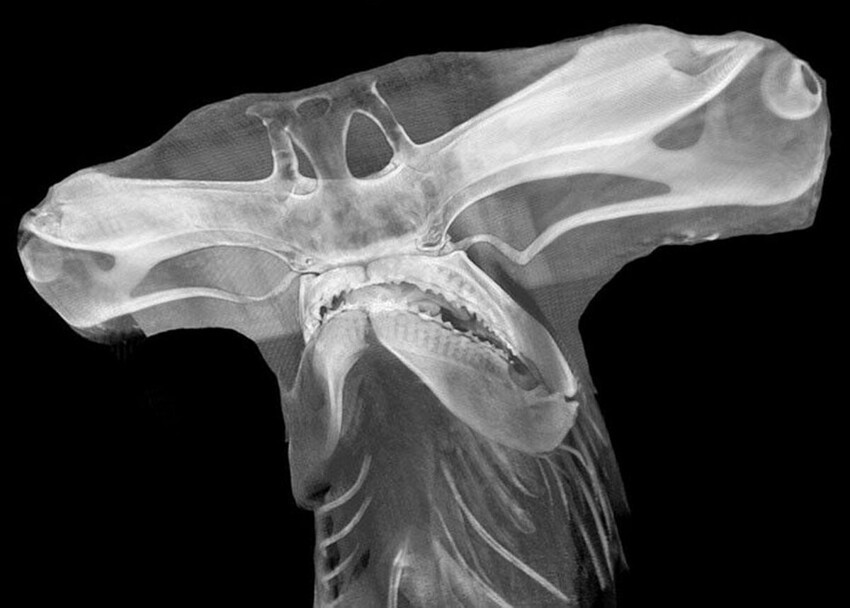 Рентгеновский снимок акулы-молота