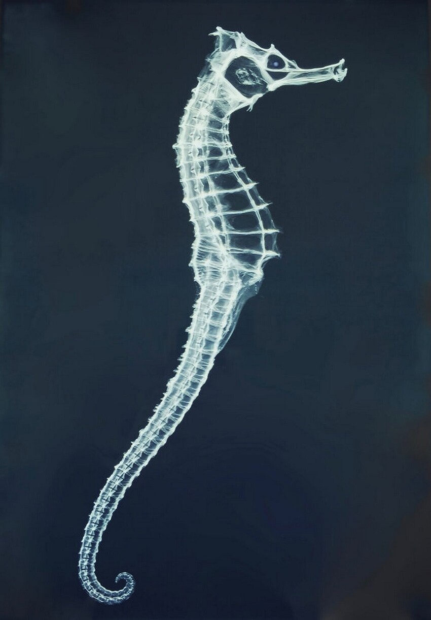 Рентгенограмма морского конька
