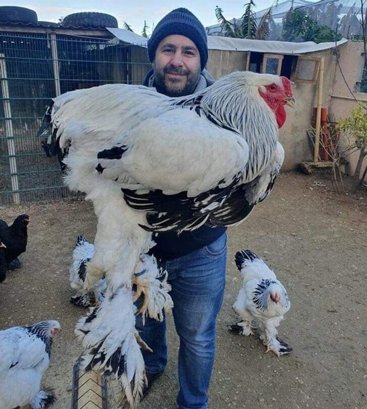 Курица-гигант