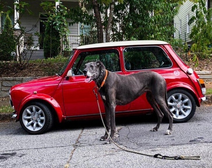 Собака размером почти с MINI Cooper