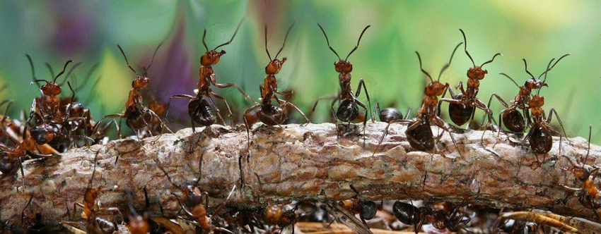 Рыжий лесной муравей: Гений из наших лесов. Оказалось, что рабочие роя ходят в «школу» и обучаются будущей профессии