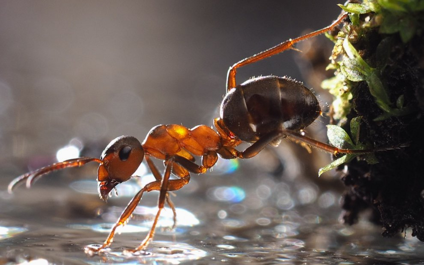 Рыжий лесной муравей: Гений из наших лесов. Оказалось, что рабочие роя ходят в «школу» и обучаются будущей профессии