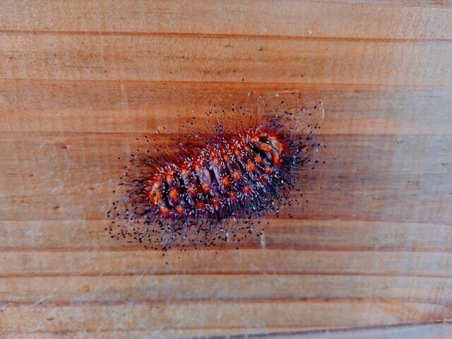 Я нашёл эту гусеницу около дома, она невероятная