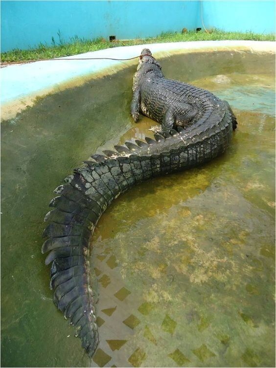 Гребнистый крокодил