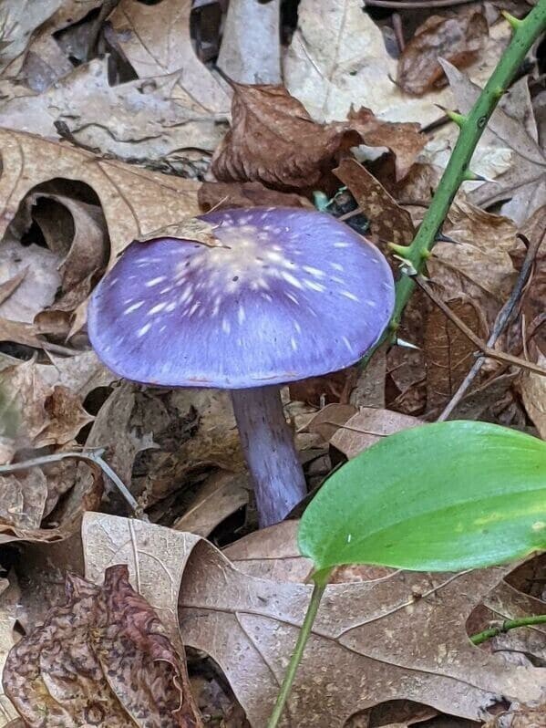 "Смотрите, фиолетовый гриб!"