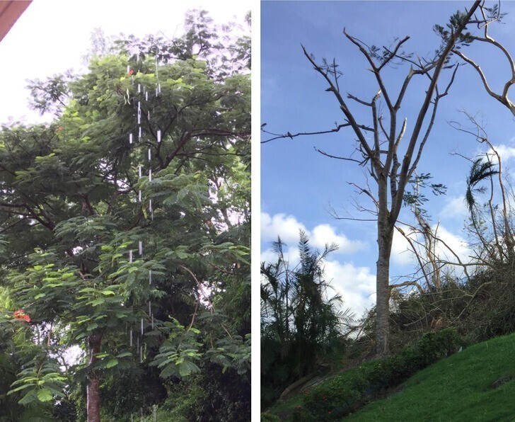 "Задний двор моей бабушки в Пуэрто-Рико до и после ураганов Харви и Ирма"