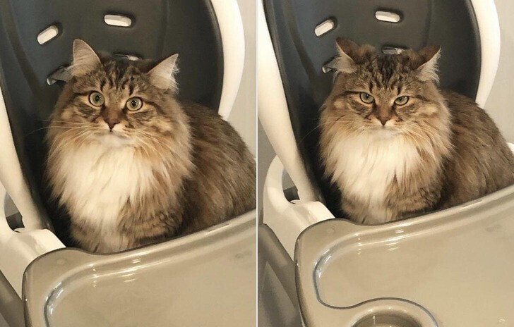 Когда кот услышал, что этот стульчик не для него