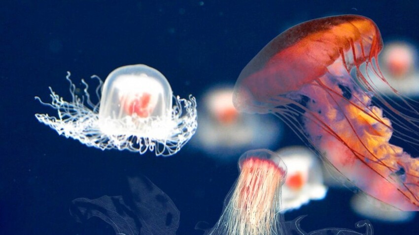 Бессмертные медузы, возбуждающий кофеин и жуткие сказки: интересные факты обо всём