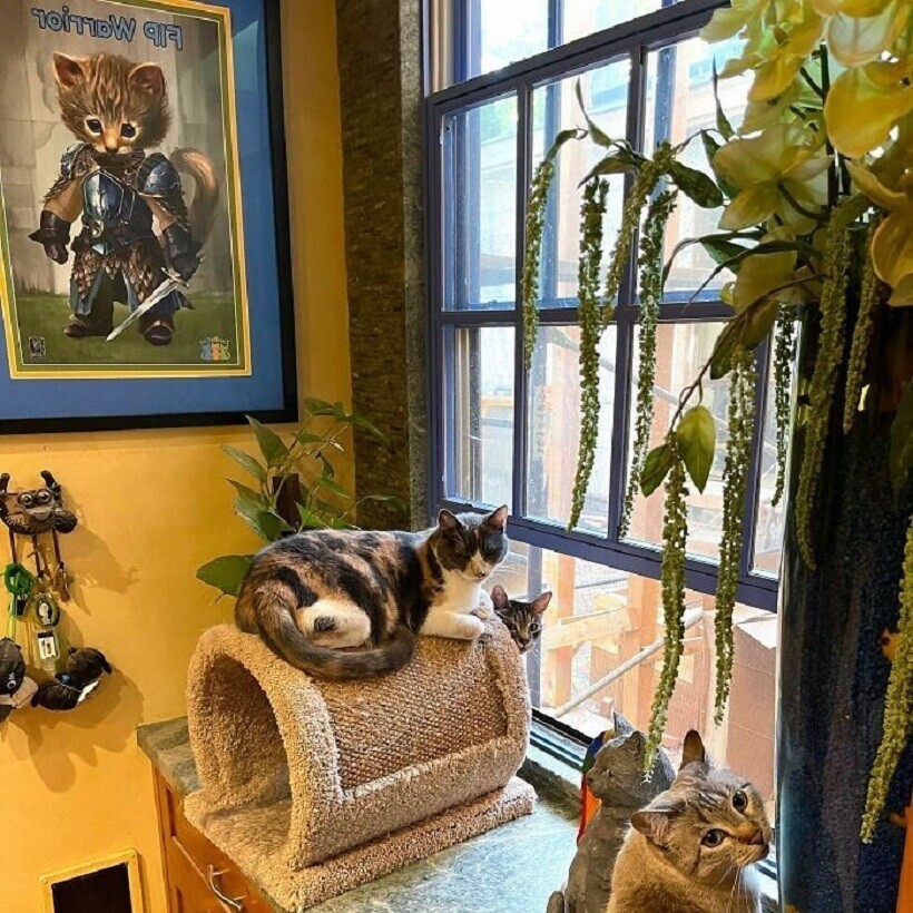 20 фото «кошачьего рая», в который мужчина переоборудовал свой дом домашние животные,идеи для дома,интерьер и дизайн,наши любимцы