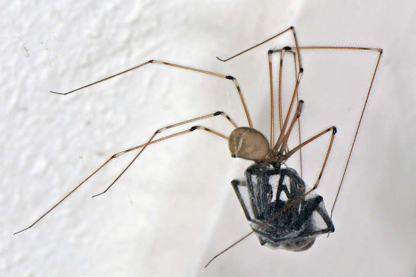 Паук-сенокосец: те самые пауки, которые плетут «сопли» за вашим шкафом