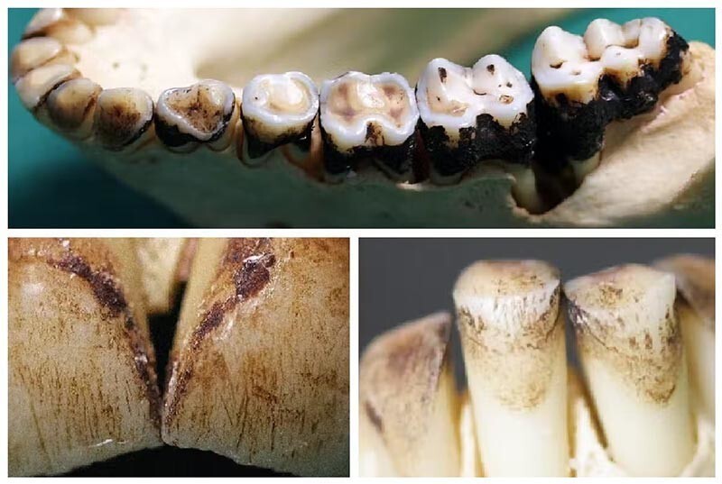 Зубы древних обезьян открывают тайны о том, как ранние люди использовали инструменты