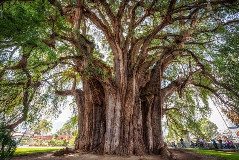Самое толстое в мире дерево - Дерево Туле.  