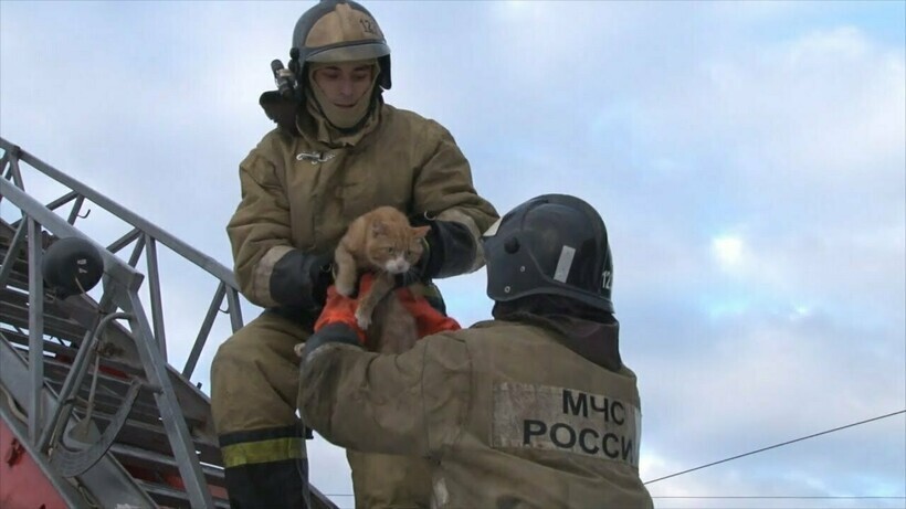 Священная жизнь: взгляд животных, которых спасли сотрудники МЧС и пожарные