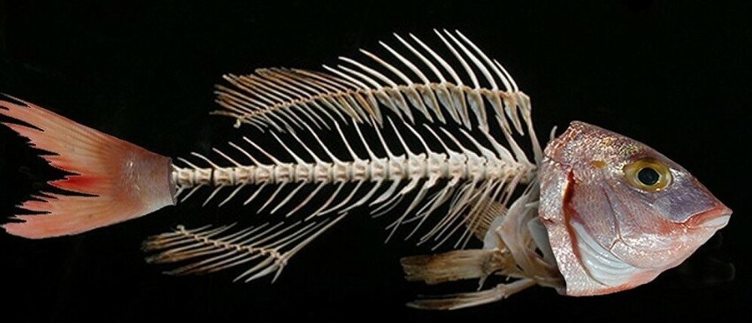 Правда ли, что в речной рыбе костей больше?