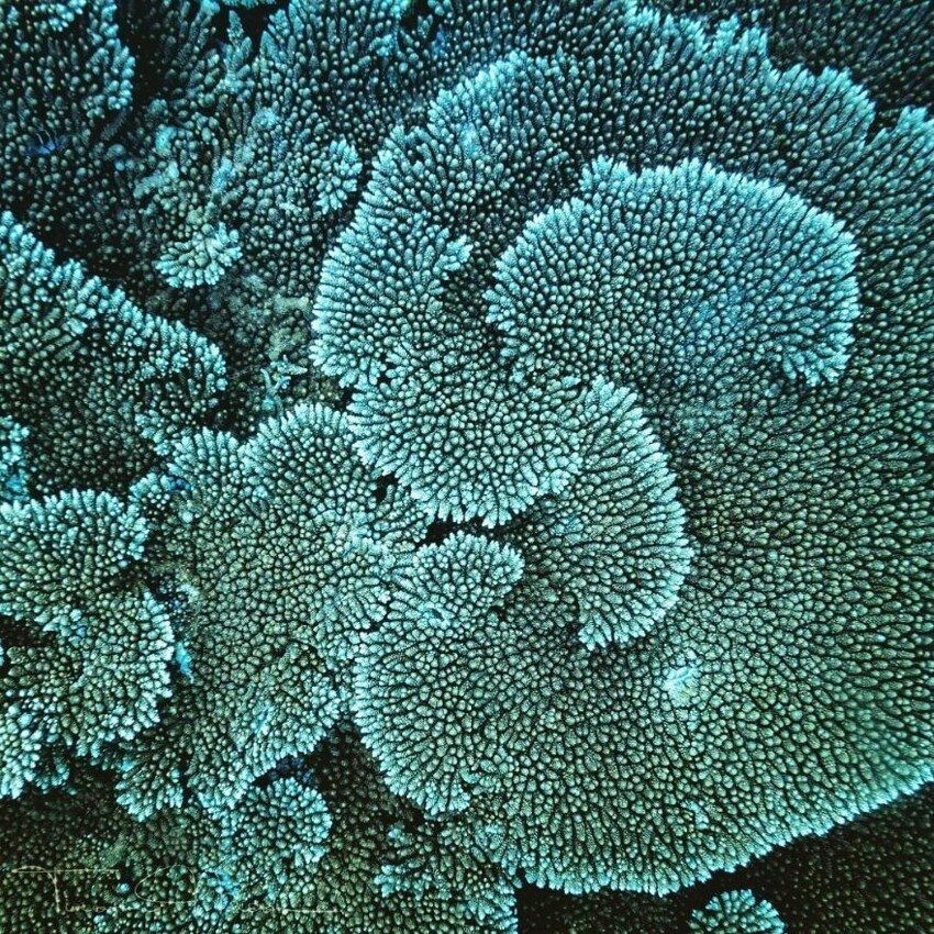 Coral 7. Коралл спираль. Спиральные кораллы. Идеи кораллов 2д. Спираль Вселенной фото.