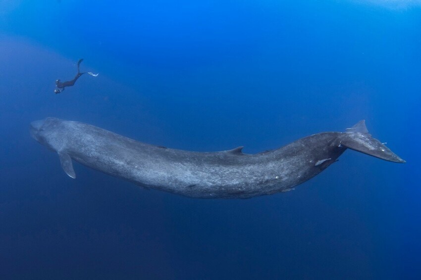 Синий кит: Наша планета не видела более крупного существа. Какое бытие у левиафана весом в 150 тонн?